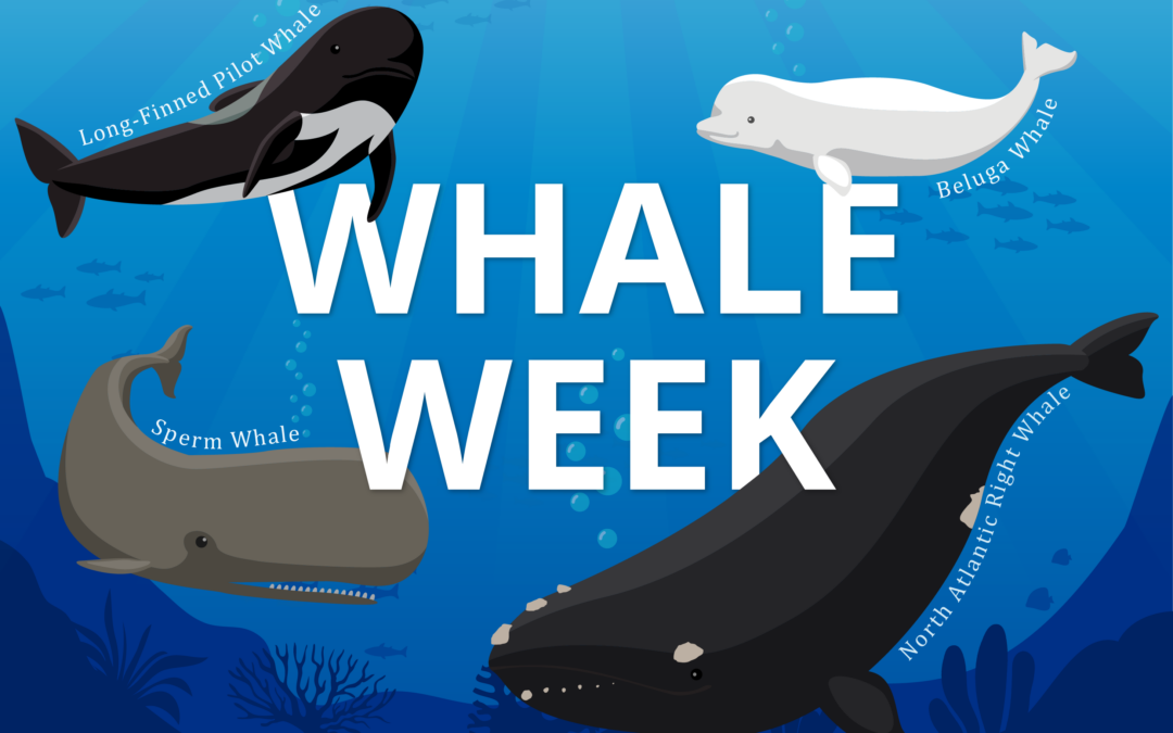 Le guide du whaling